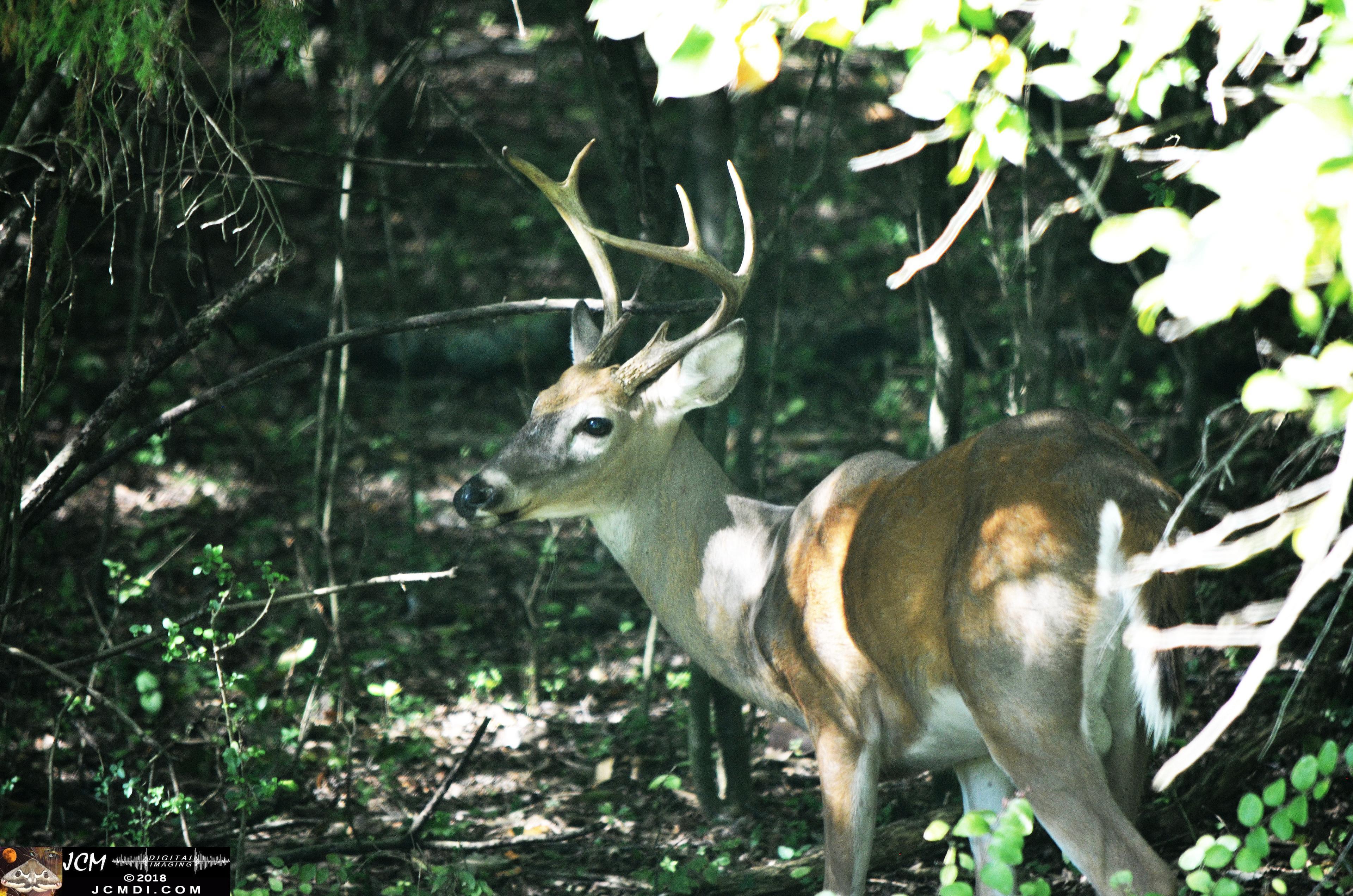 A Buck in the Woods at Old Hickory Lake TN